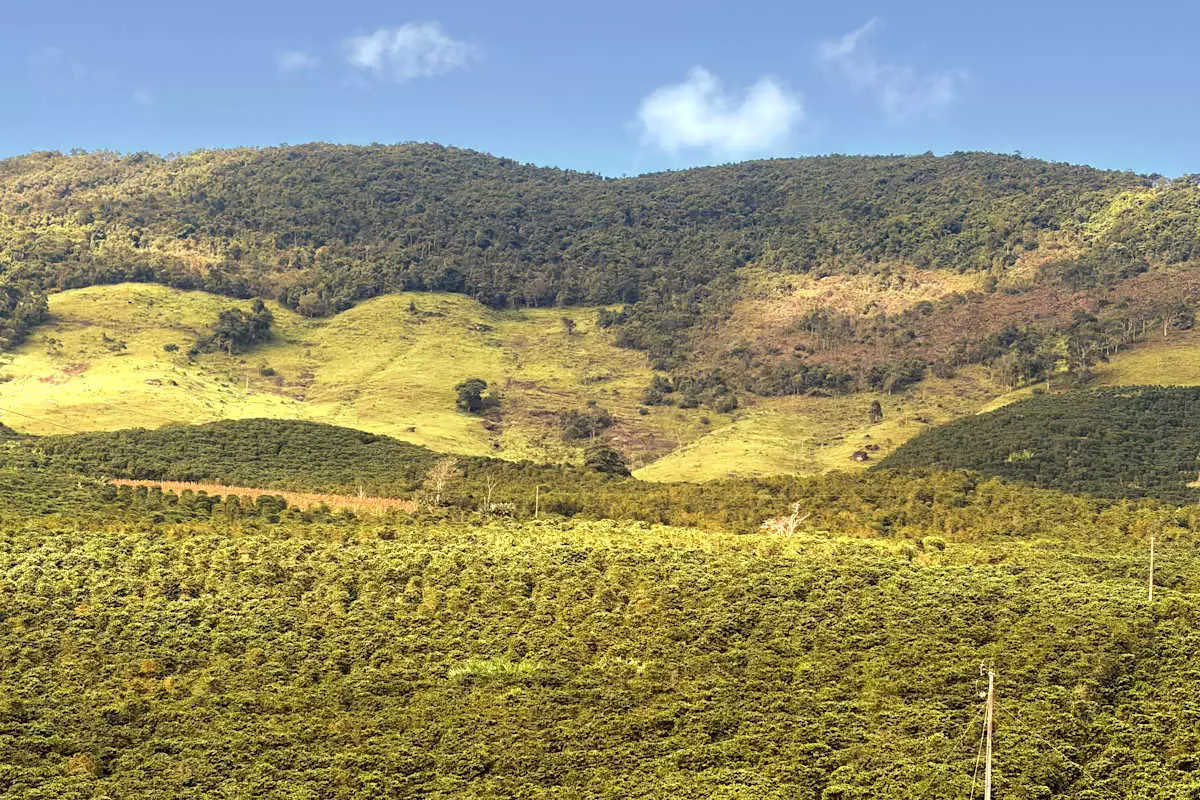 高山地区的精品咖啡种植园