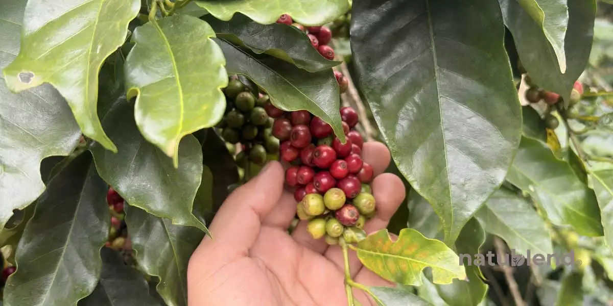 Natublend 咖啡豆采收