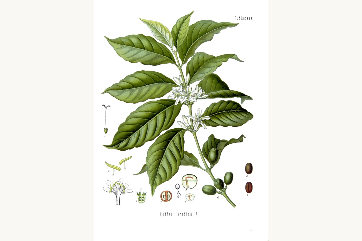 一幅古老的 Coffea arabica 彩色植物学图版,画有开花的枝条、白色花朵、红色果实和种子剖面