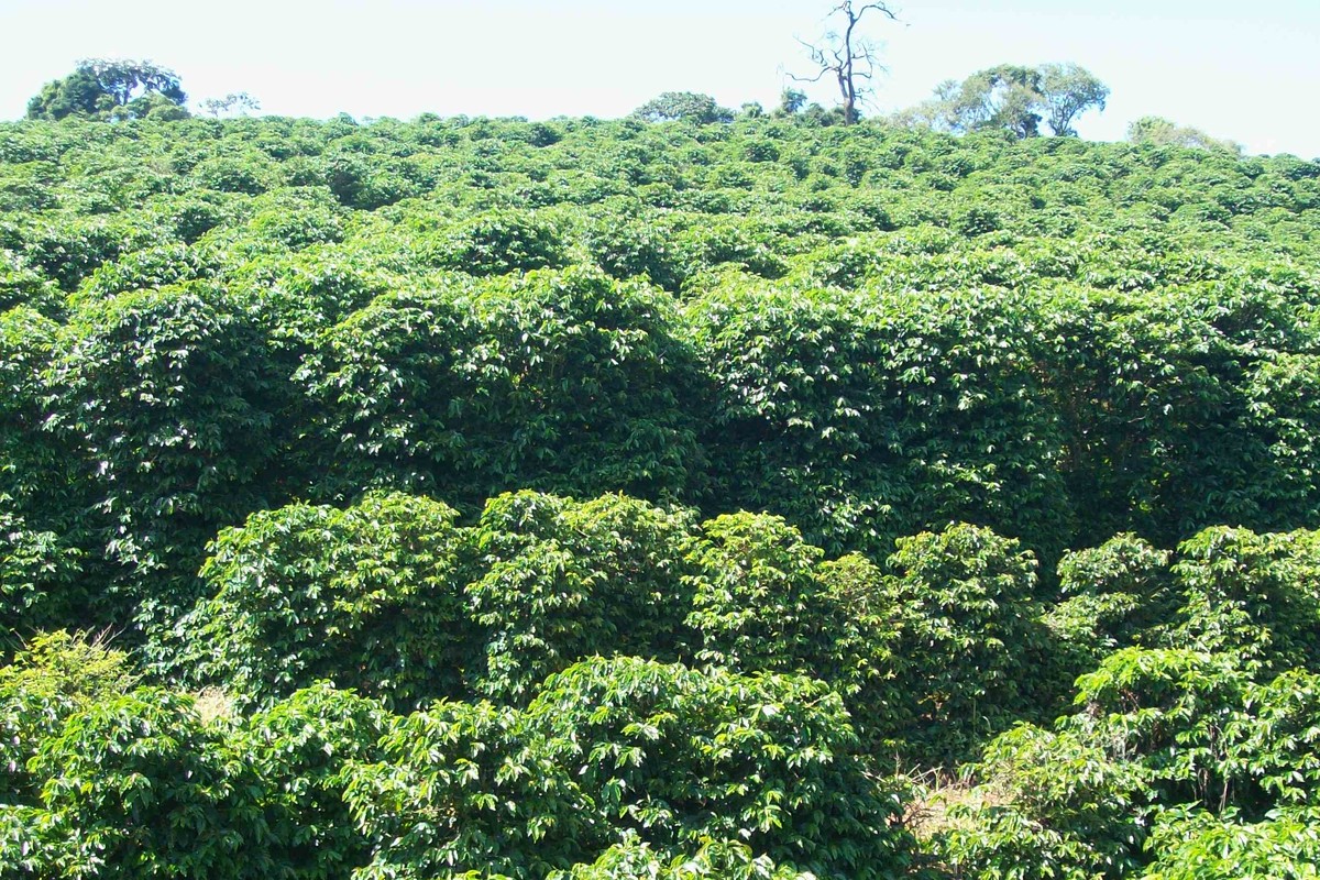 米纳斯吉拉斯州山坡上一片茂密的咖啡园,山顶覆盖着原生林,天空晴朗
