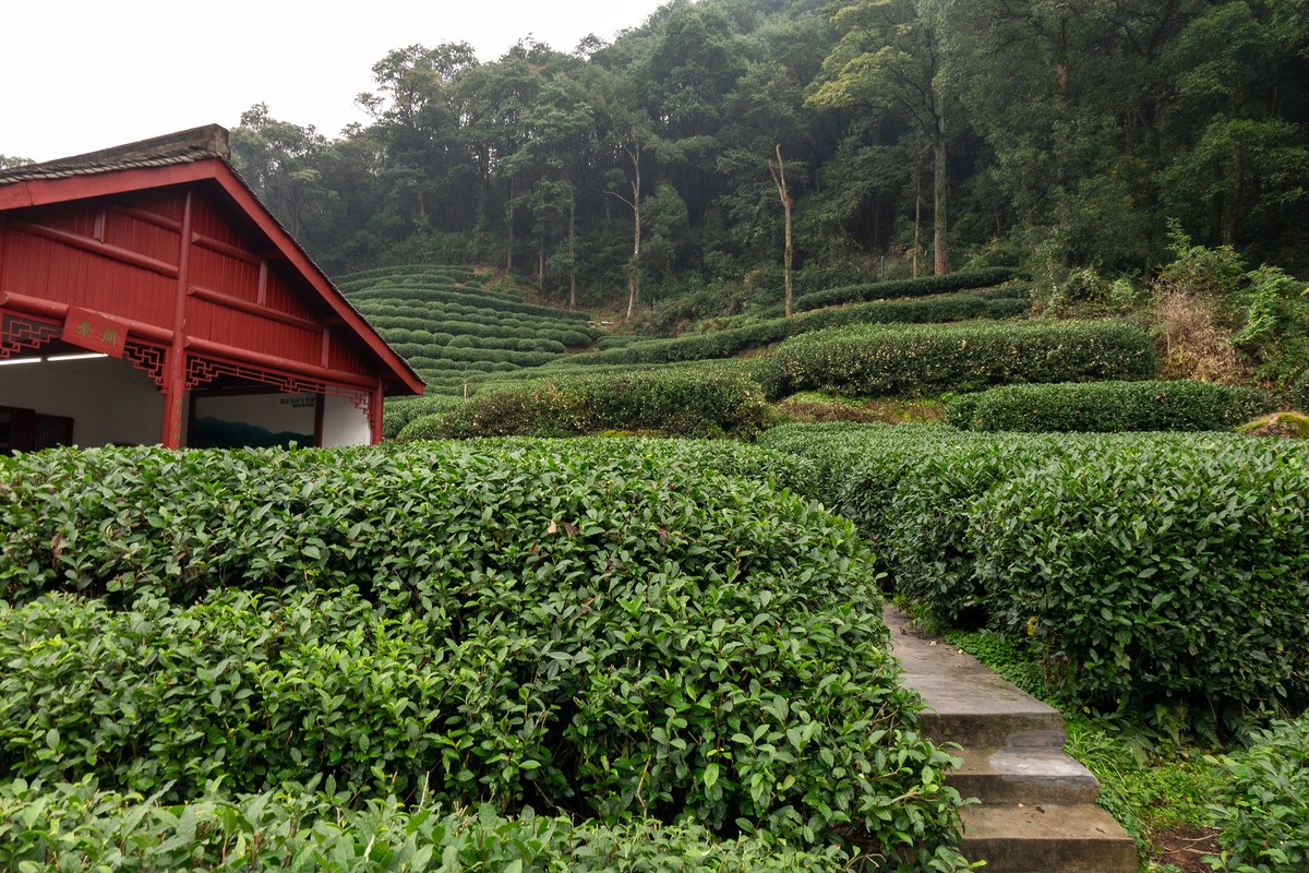 Hillside of terraced tea bushes in China, their glossy green leaves pruned into rows that follow the contours of the land