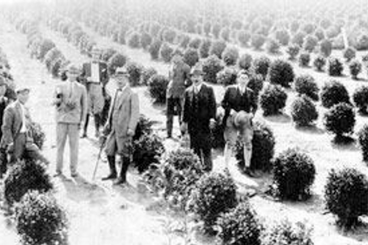 Old black-and-white photograph of men in suits on a visit to a tea plantation in Registro, in the Ribeira Valley, with rows of tea bushes