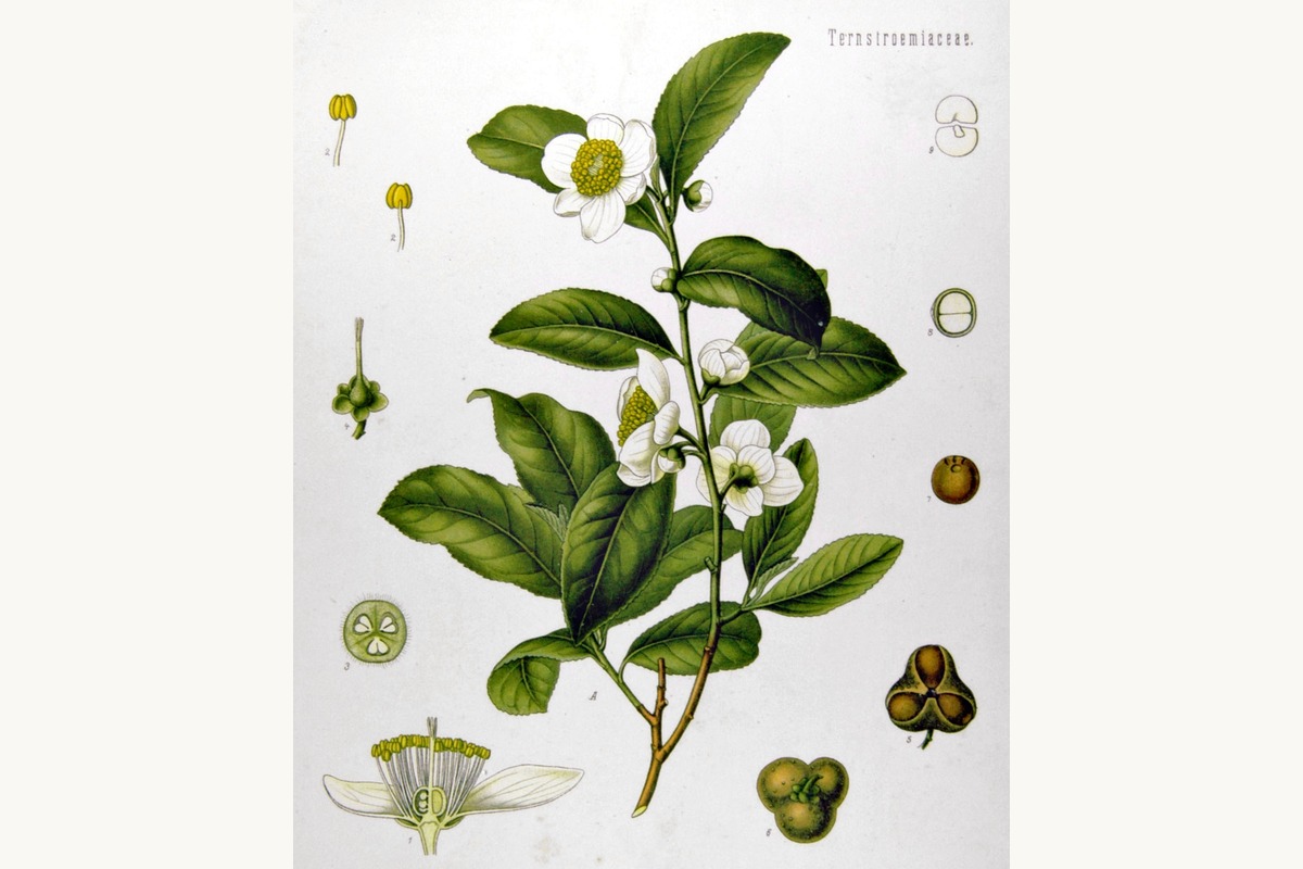 Antique botanical plate of Camellia sinensis showing a branch with serrated leaves, white flowers with yellow centers, and the fruit and seeds drawn in detail