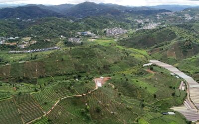 The History of Tea, From China to Brazil’s Ribeira Valley