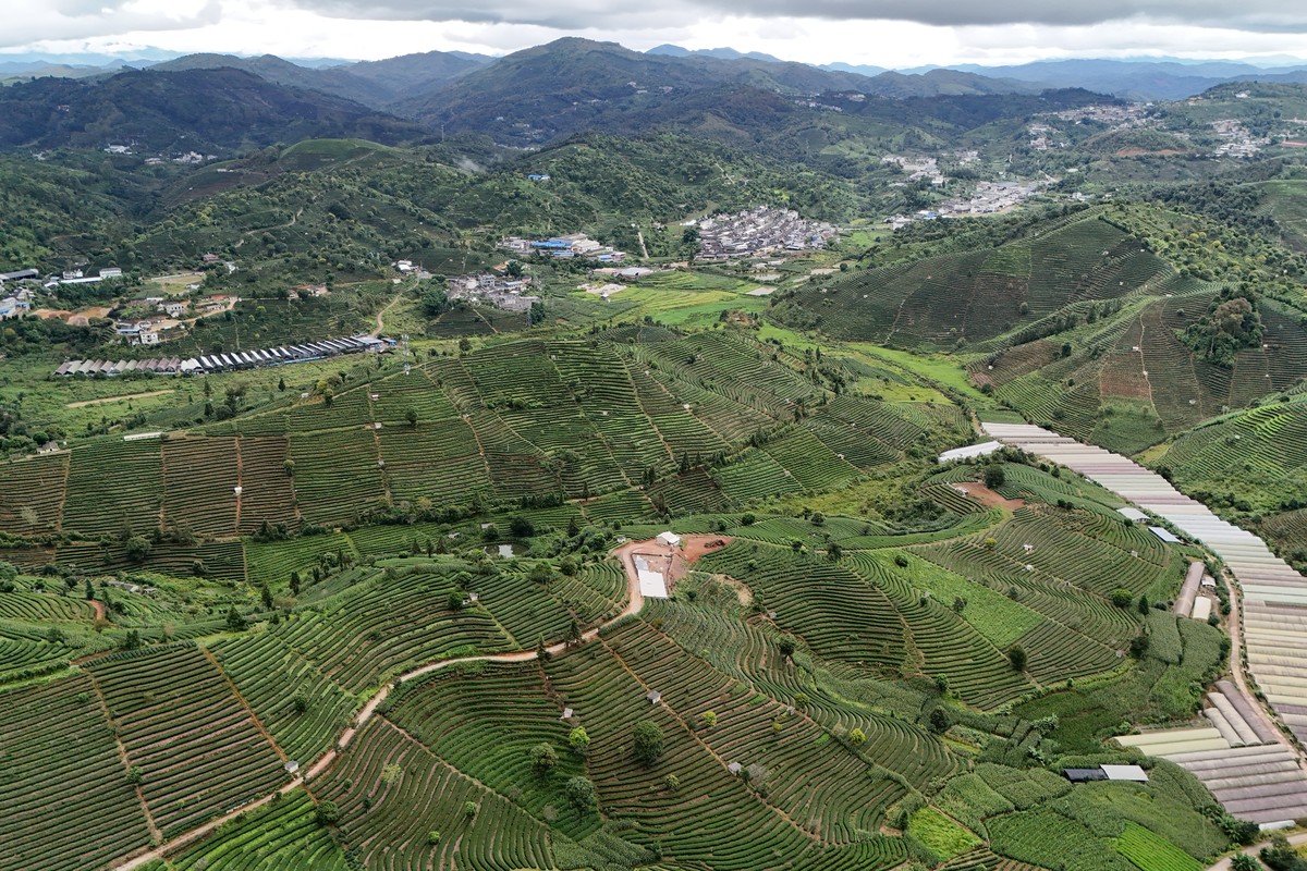 The History of Tea, From China to Brazil’s Ribeira Valley (cover) Aerial view of terraced tea plantations covering the hills of Yunnan, China